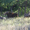 Ученый СГУ прокомментировал двукратный рост популяции оленей в Саратовской области